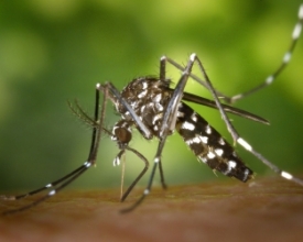 Avanço da dengue: Nova Friburgo já registra 870 casos | Jornal A Voz da Serra