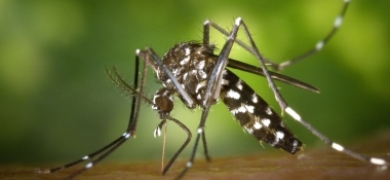 Dengue: Nova Friburgo soma 1.211 casos confirmados só este ano | A Voz da Serra