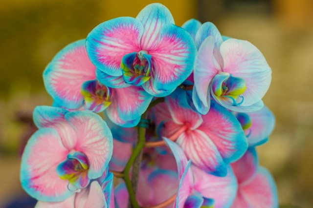 Orquídeas exóticas estão expostas em horto de Mury até esta quinta | Jornal  A Voz da Serra