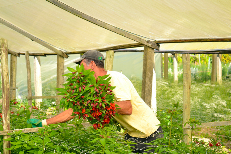 (Foto: Arquivo AVS/Henrique Pinheiro)