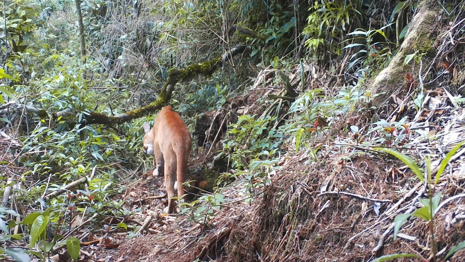 Câmeras escondidas revelam surpresas nas matas fechadas de Friburgo |  Jornal A Voz da Serra