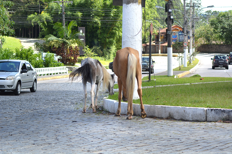 Cavalos soltos próximos à Via Expressa (Arquivo AVS/ Henrique Pinheiro)