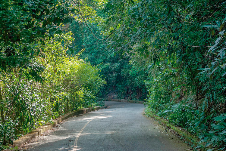 Mata Atlântica é o bioma com mais espécies de fauna e flora