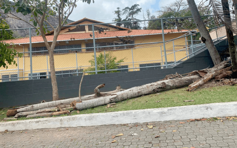 Operação vai recolher galhos de árvores que caíram com a ventania 