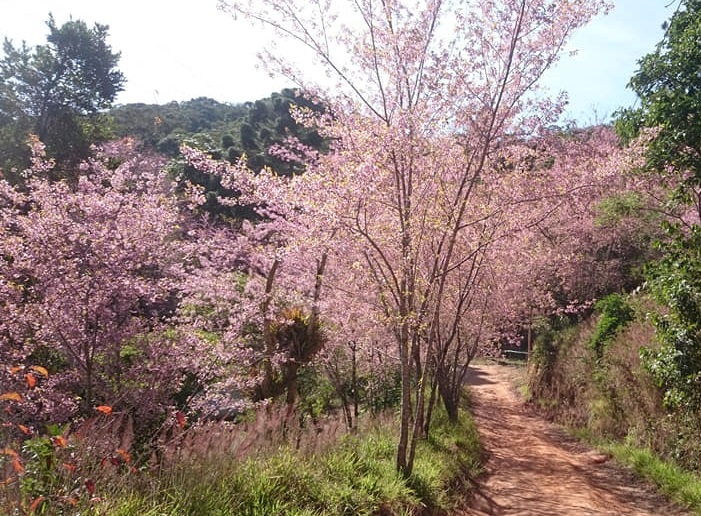 Cerejeiras em flor no Sítio dos Matsuoka, em Conquista (Fotos da web e de Valmir Tavares)