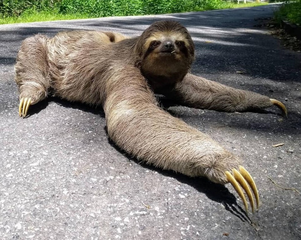 Preguiça que habita a área que está para ser desmatada entre o Tingly e o Bairro Suíço (Foto de leitores)