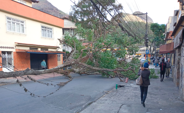 A árvore caída na Rua Gustavo Lira (Fotos de leitores)