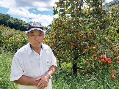 Hiroshi Higushi se dedica ao plantio de caqui em seu sítio em Córrego Dantas