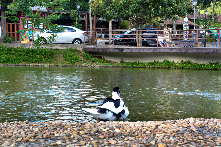 Foto: Henrique Pinheiro