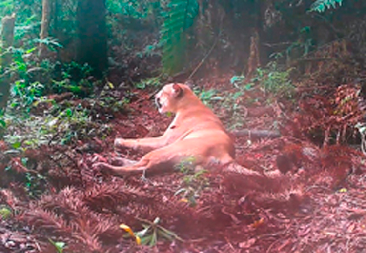 Foto: Divulgação Aventura Animal