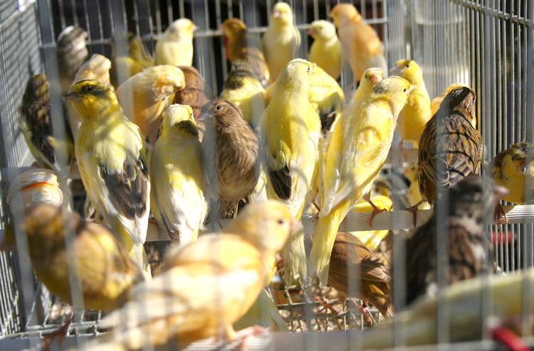 Legalmente, 37.937.619 aves são mantidas em cativeiro e 3.265.973 passarinhos vivem engaiolados no Brasil, segundo relatório da ONG Proteção Animal Mundial