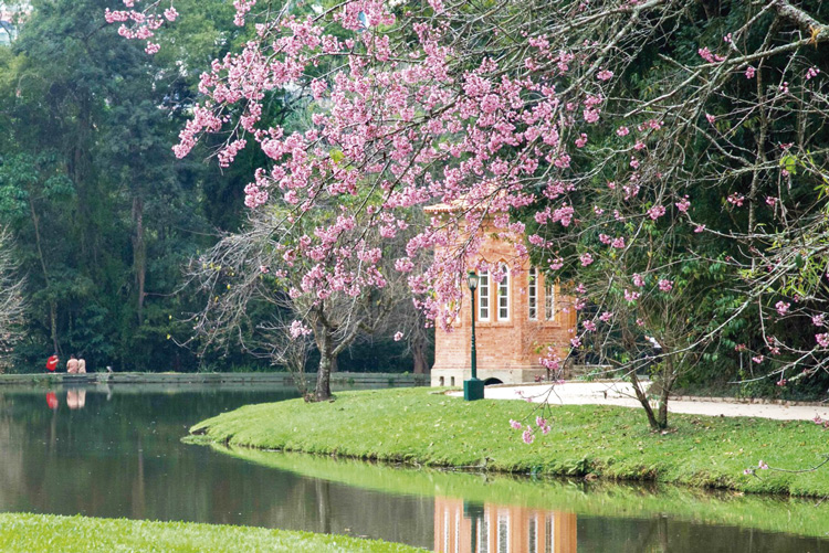 A beleza das cerejeiras em flor pode ser conferida nesta época do ano em vários pontos da cidade, como nos jardins do Nova Friburgo Country Clube (Fotos: Regina Lo Bianco)