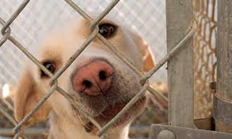 Estação Livre terá neste sábado mais uma feira de adoção de cães