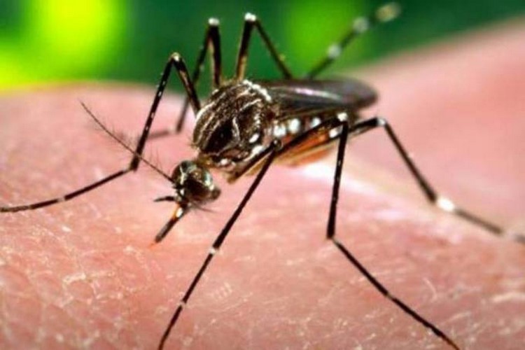 O Aedes, transmissor de várias doenças (Arquivo AVS)