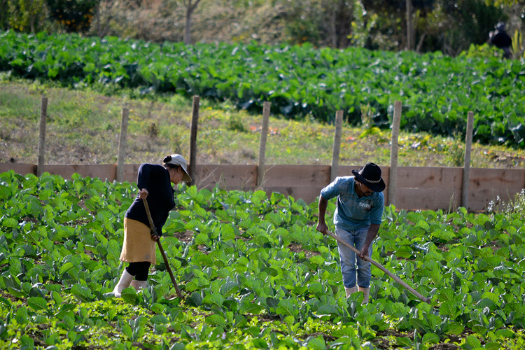 Cultivo familiar em Friburgo (Foto: Henrique Pinheiro)