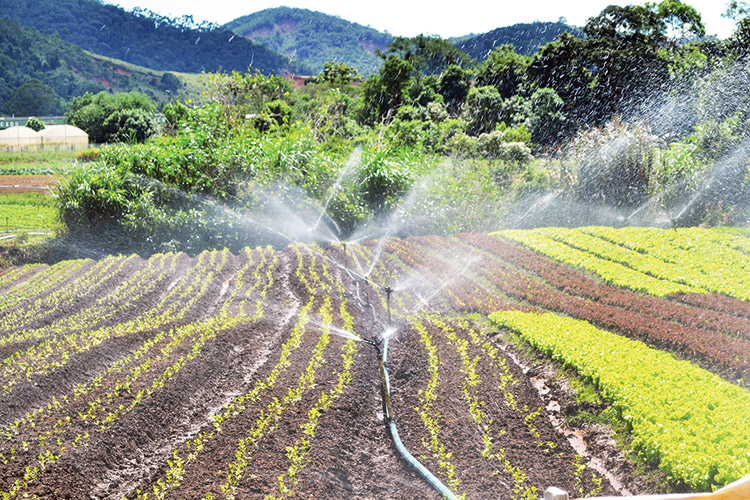 Lavoura em São Lourenço (Foto: Henrique Pinheiro)