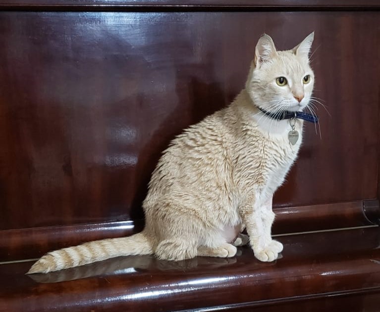 Aladim é um dos lindos gatos friburguenses candidatos à vacina (Foto de leitor)