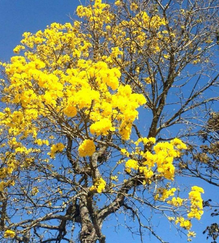 Ipês em flor em Friburgo neste fim de inverno (Foto: Adriana Oliveira)