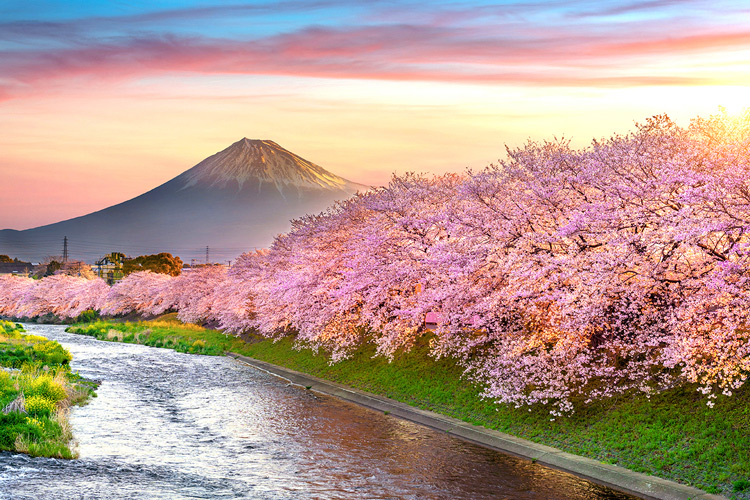 Floração antecipada no Japão é alerta para mudanças climáticas