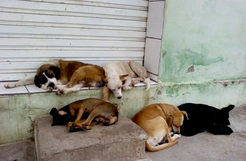 Cães de rua dormindo em calçada em Nova Friburgo (Arquivo AVS)