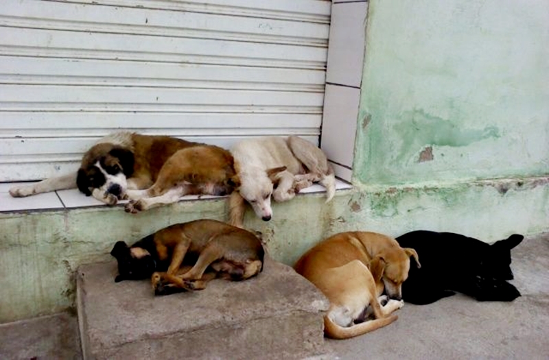 Cães de rua (Arquivo AVS)