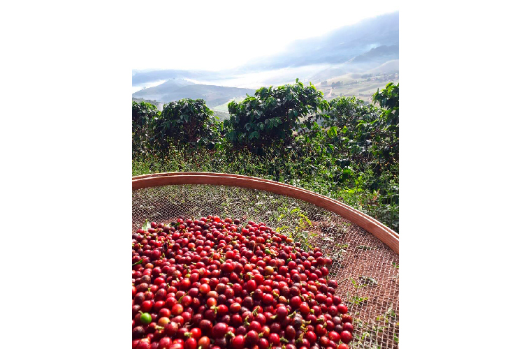 Café produzido no Estado do Rio é um dos melhores do Brasil