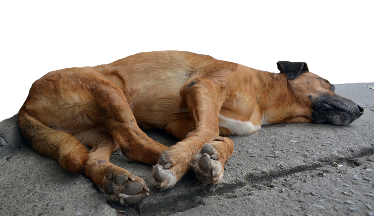 Incentivo à castração e combate ao câncer dos pets