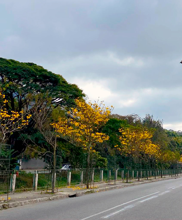 Chegou a hora de os ipês amarelos florirem e mostrarem seu esplendor |  Jornal A Voz da Serra