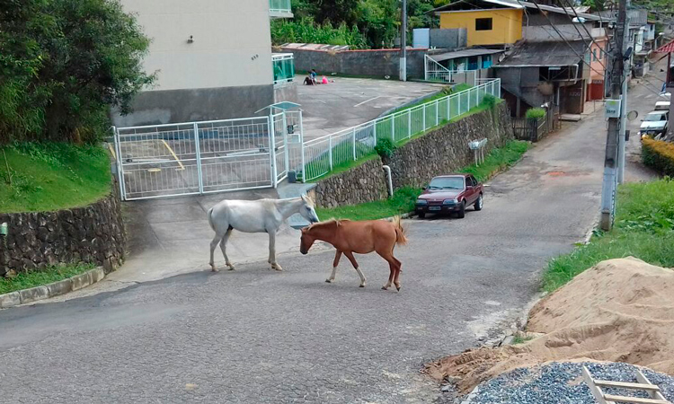 Cavalos soltos na rua no Sítio São Luiz, no Cônego (Arquivo AVS)