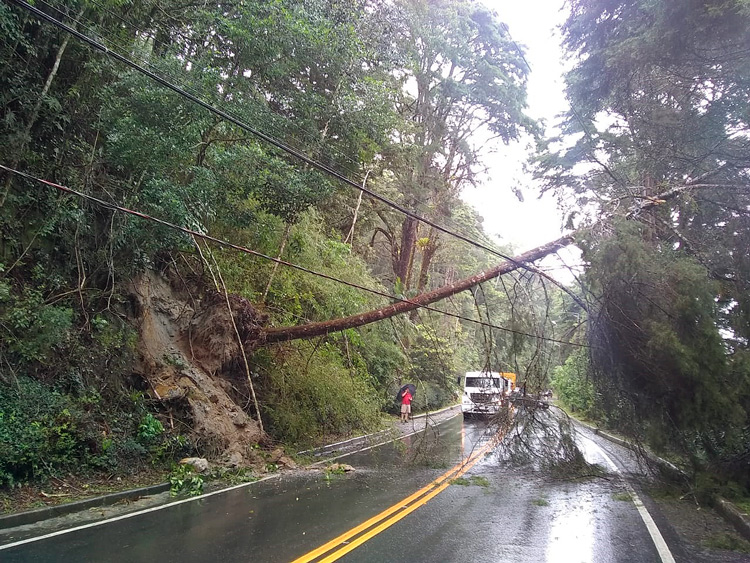 Árvore caída sobre a rede elétrica nos últimos temporais, em Mury (Arquivo AVS)