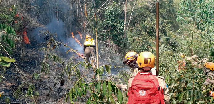 Bombeiros do 6º GBM combatem fogo na mata (Fotos: 6º GBM)