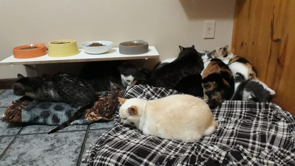 Alguns dos gatos, depois de limpos e acolhidos pela ONG Confraria dos Miados e Latidos (Divulgação)