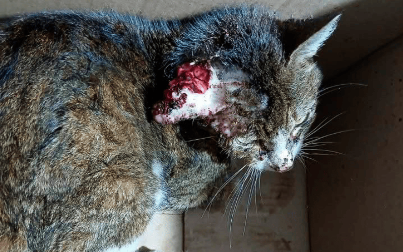 Casos de esporotricose em gatos preocupam moradores do bairro Cascatinha 