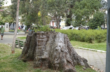 Toco de eucalipto na Praça Getúlio Vargas (Arquivo AVS/ Henrique Pinheiro)