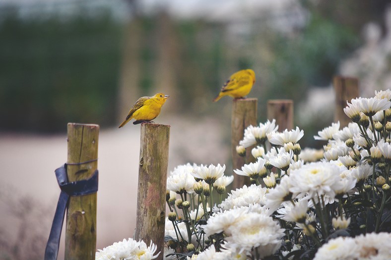 Até os pássaros pousam para admirar a beleza das flores em Friburgo (Foto: Henrique Pinheiro) 