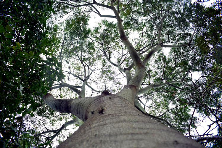 Árvore majestosa em Nova Friburgo (Fotos: Henrique Pinheiro)