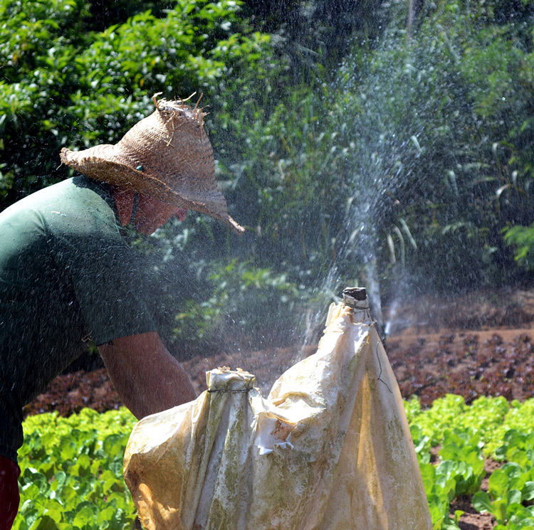 (Fotos: Henrique Pinheiro)