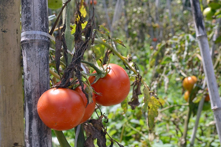 Plantação de tomate em Friburgo (Foto: Arquivo AVS/ Henrique Pinheiro)