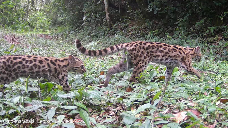 Foto: Divulgação Águas de Nova Friburgo 