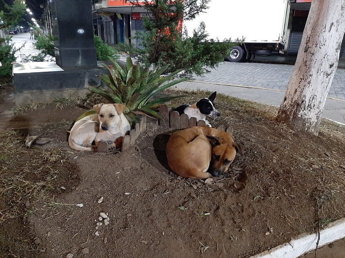 Cães cavam buracos na terra para se esquentarem 