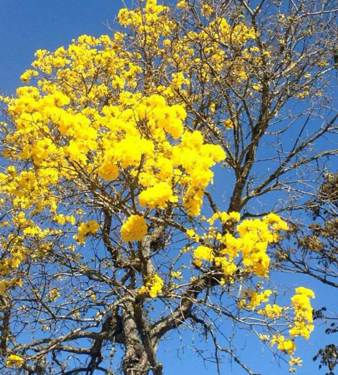 Ipês amarelos em floração na Estrada Terê-Fri (Foto: Adriana Oliveira)