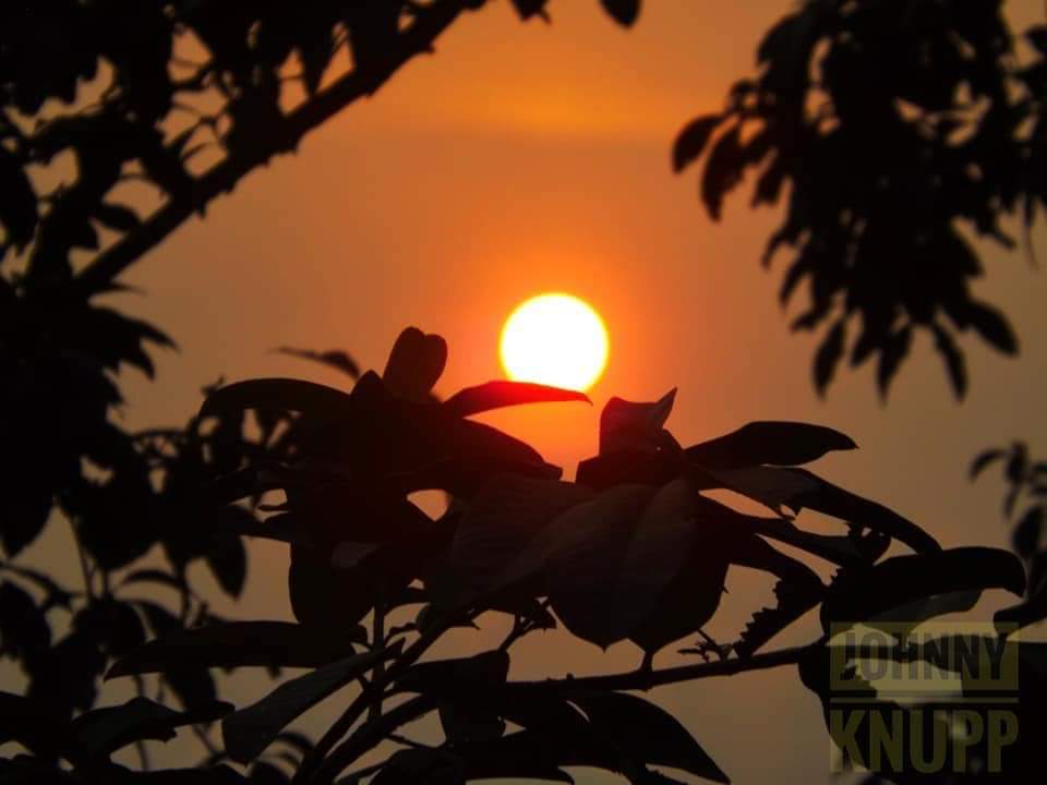 A folha tapando o sol lembra o eclipse desta segunda (Foto: Johnny Knupp)