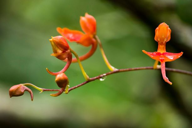 Flores da APA de Macaé de Cima (Foto: Camila Becker)