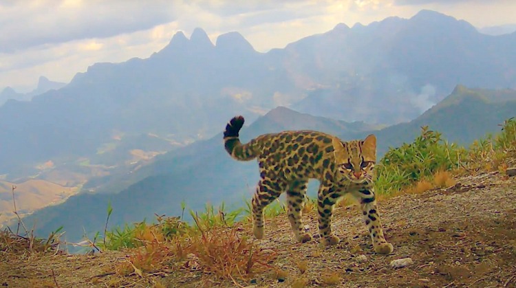 (Foto: Reprodução de vídeo Juran Santos /Projeto Aventura Animal )