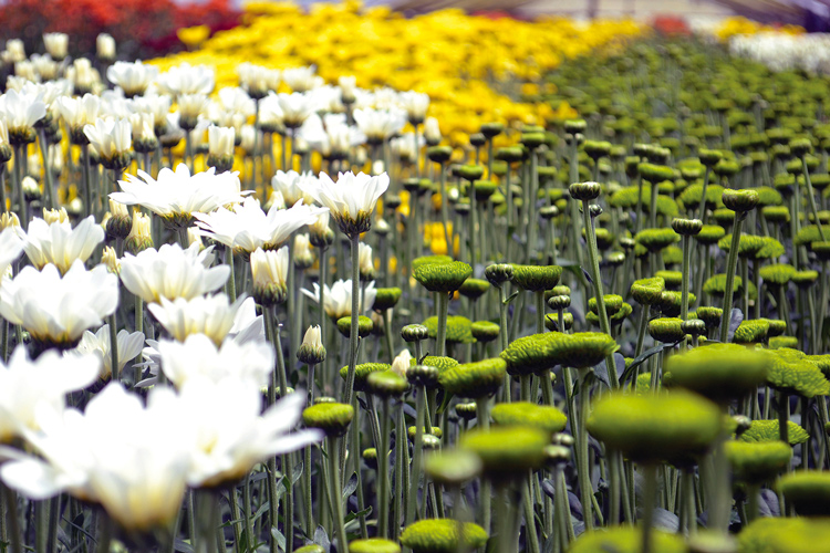 Cultivo de flores em Vargem Alta (Fotos: Henrique Pinheiro)