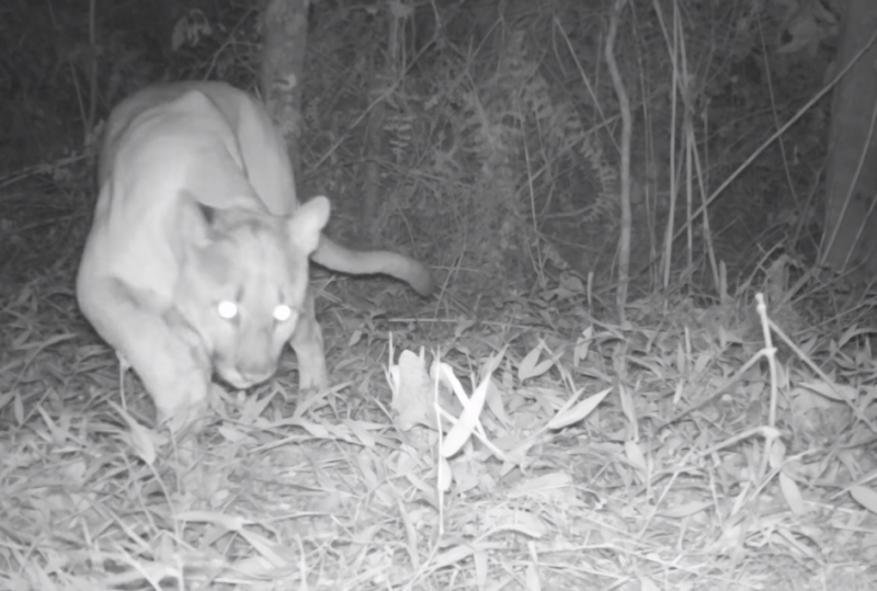 Onça flagrada pelas câmeras 