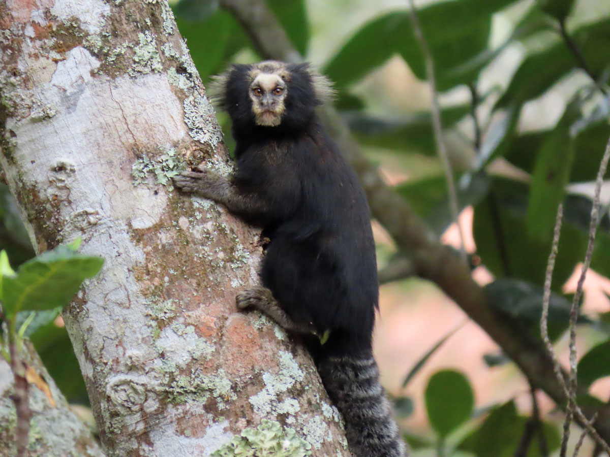 Sagui-da-serra-escuro (Foto: Biodiversity4all)