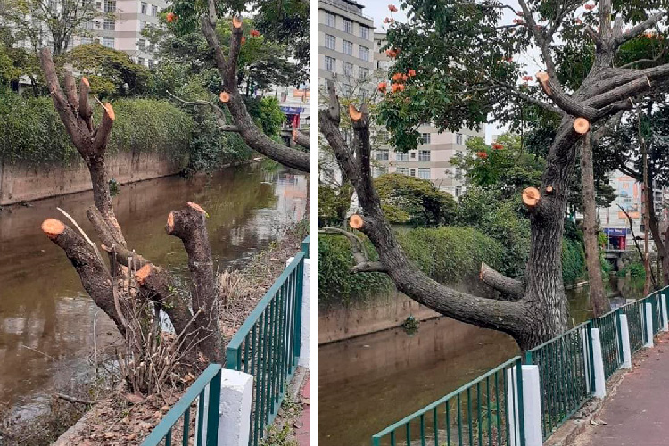 As árvores podadas (Fotos de leitor)