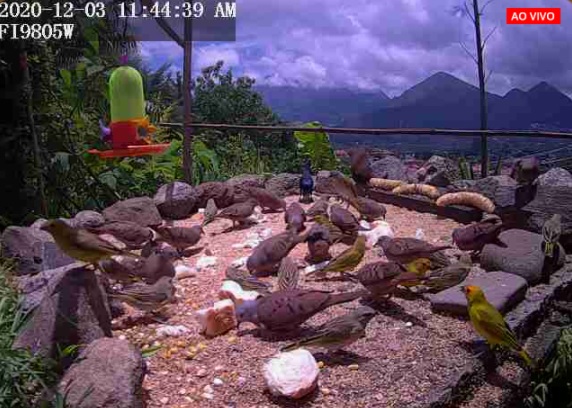 A câmera mostrando os pássaros comendo (Reprodução da web)