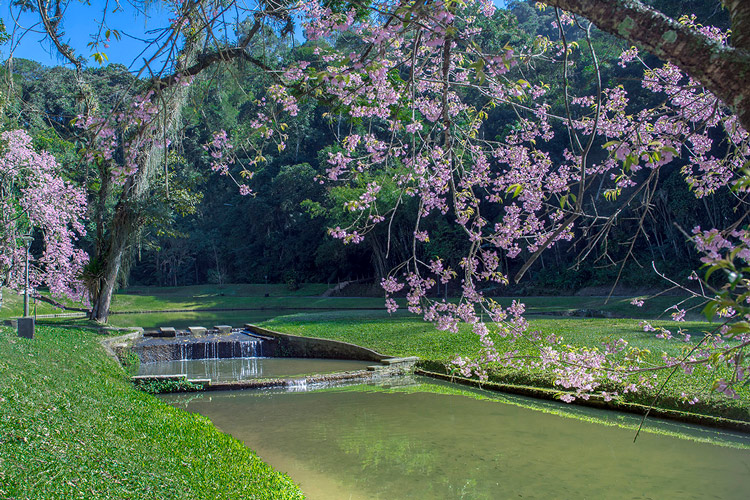 Cerejeira em flor emoldura o lago do Country Clube (Foto: Regina Lo Bianco)
